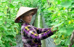 Cần tổ chức lao động nữ khu vực phi chính thức vào chuỗi giá trị sản xuất nông nghiệp