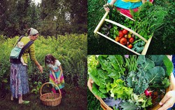 Khu vườn xum xuê cây trái, rực rỡ sắc màu của bà mẹ trẻ người Mỹ