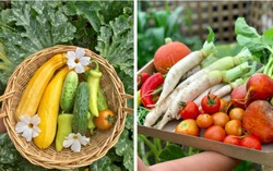 Khu vườn đủ loại rau sạch của nhà có 3 chị em gái
