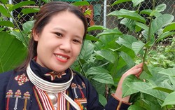 Nàng dâu bản Dao quyết tâm phát triển nghề thuốc Nam truyền thống