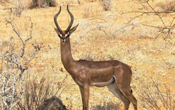 Tại sao linh dương Gerenuk có thể sống mà cả đời không cần uồng nước?