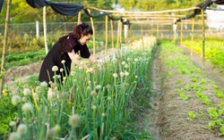 Sức sống mới từ sản phẩm nông nghiệp xanh