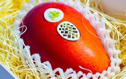 Hành trình trái xoài được một người Nhật nâng tầm bán hơn 5 triệu đồng/quả
