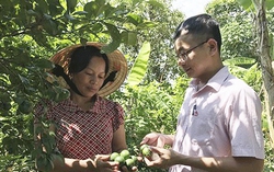 Tín dụng chính sách giúp Nam Đàn tiến đến nông thôn mới kiểu mẫu (Kỳ 2)