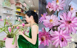 Mẹ 1 con chia sẻ kinh nghiệm dưỡng hoa, bông nào bông nấy nở đều tăm tắp