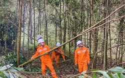 Chung tay đảo đảm hành lang an toàn lưới điện trên địa bàn tỉnh Thanh Hóa 