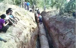 Lão nông khoe đào được cây gỗ hơn 30m, cảnh sát lập tức đến phong tỏa