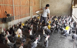 Tín dụng chính sách đánh thức một vùng quê (Kỳ 2)