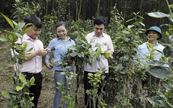 Tín dụng chính sách đánh thức một vùng quê (Kỳ 1)