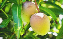 8 lợi ích của lá xoài có thể bạn chưa biết