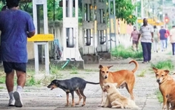 Vì sao chó bỗng trở thành mối nguy hại mới tại Ấn Độ?