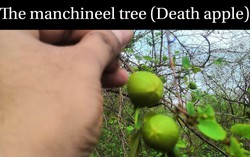 Tại sao Manchineel được coi là loài 'cây sát thủ'?
