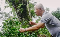 Cụ ông ẩn cư trong rừng sâu 20 năm, mang tiếng "khùng" để làm nên thứ đặc sản có giá hàng tỷ đồng 