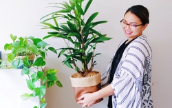 10 loại cây cảnh không cần nhiều nắng và làm mát nhà