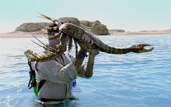 Loài bọ cạp biển dài 2 mét đã tuyệt chủng bất ngờ được phát hiện ở Úc