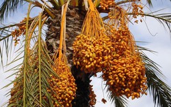 Loại quả được mệnh danh "ngọc sa mạc", là thực phẩm vàng cho tim 