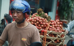 Vải thiều Thanh Hà mua buôn 15 nghìn đồng/kg, năm nay vừa mất mùa vừa mất giá