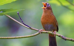 UBND huyện Mường Khương (Lào Cai) hủy Hội thi chim Họa mi chiến