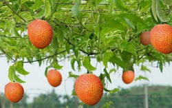 Loại quả mọc dại nhiều tại Việt Nam được thế giới công nhận rất tốt cho sức khoẻ