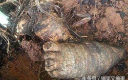 Lão nông báo tin phát hiện "vật thể hình bàn chân", chuyên gia: "Bán nó sẽ có tiền"
