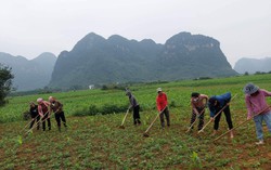 Phụ nữ Quảng Bình phủ xanh ruộng hoang, gây quỹ yêu thương