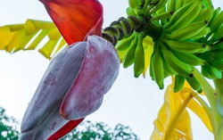 3 loại hoa trong vườn nhà là "vựa thuốc quý" giúp bảo vệ lá gan, tốt cho tim, thận