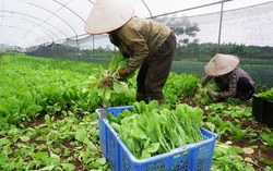 Những người phụ nữ kiên tâm với thực phẩm sạch