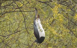 Vì sao loài chim bồ câu gỗ New Zealand được mệnh danh là 'những gã say xỉn trên trời'?