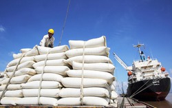 Tăng cường thực hiện các nhiệm vụ, giải pháp thúc đẩy sản xuất, xuất khẩu gạo