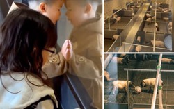 Giống lợn cực hiếm có thể ngắm từ phòng khách sạn