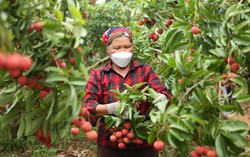 Vẫn còn những định kiến về giới: Phụ nữ phải ngồi mâm dưới