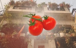 Đối phó với khủng hoảng, người đàn ông thu hoạch 2 tạ rưỡi cà chua trồng tại ban công nhà