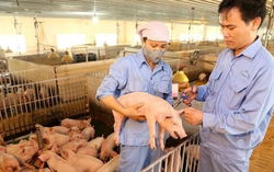 Giá heo tiếp tục giảm, cổ phiếu ngành chăn nuôi "đi lùi"