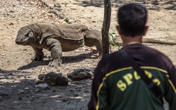 Điều gì xảy ra nếu một người bị rồng Komodo cắn?