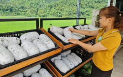 Sàn thương mại điện tử đặc sản địa phương mở đường đưa nông sản Việt vươn xa