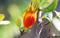 Cây dành dành không chỉ để tạo màu cho xôi mà còn có nhiều lợi ích cho sức khỏe 