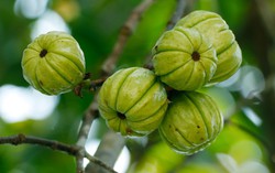 Loại quả được mệnh danh là "măng cụt rừng" có tác dụng hỗ trợ giảm cân, phòng ngừa tiểu đường