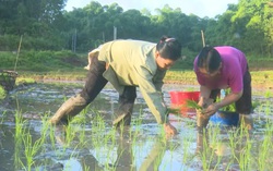 Cấy đổi công giúp kịp mùa vụ, gắn kết cộng đồng của đồng bào Lự ở Lai Châu