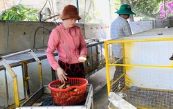 Làm giàu từ nuôi chồn hương 