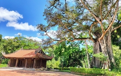 Về vùng đất thiêng Lam Kinh nghe "chuyện tình" cây Đa - Thị hơn 300 năm tuổi