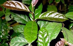 Thực hư tác dụng của "cây ung thư": Diệt sạch tế bào ác tính, đặc biệt là u gan?