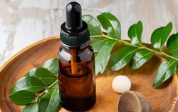Tác dụng của dầu long não: Giảm đau nhức, trị nấm, thông mũi 