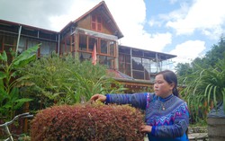 Từ nương ngô đến mô hình farmstay đầu tiên ở xã Lùng Phình 