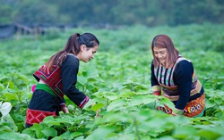 Quy định mới về hỗ trợ đất sản xuất cho hộ đồng bào dân tộc thiểu số nghèo