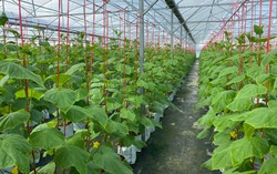 Người con của đồng bào Churu tiên phong áp dụng khoa học kỹ thuật vào sản xuất