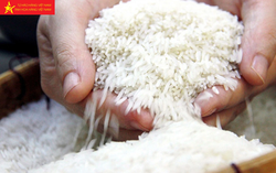 Xuất khẩu gạo gắn với thương hiệu và uy tín quốc gia