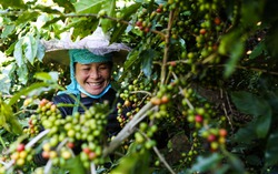 Quảng bá, tôn vinh hạt cà phê Việt