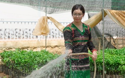 Đắk Nông: Mô hình sinh kế góp phần đảm bảo tiếng nói cho phụ nữ dân tộc thiểu số