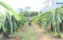 Lâm Hà, Lâm Đồng: Phụ nữ làm chủ kinh tế nhờ mô hình Tổ liên kết sản xuất