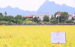 HTX nông nghiệp Tuy Lai dùng lúa gây sức ép với người dân để truy nợ?